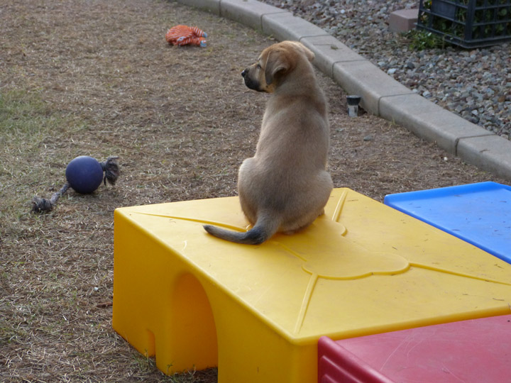 chinook dog